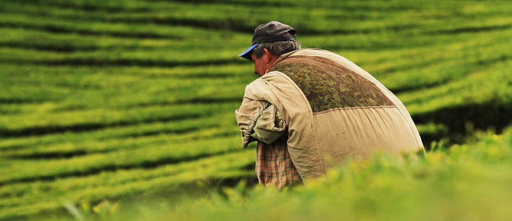 Gro Green En el Campo