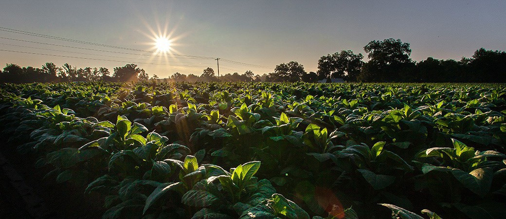 Gro Green En la cosecha