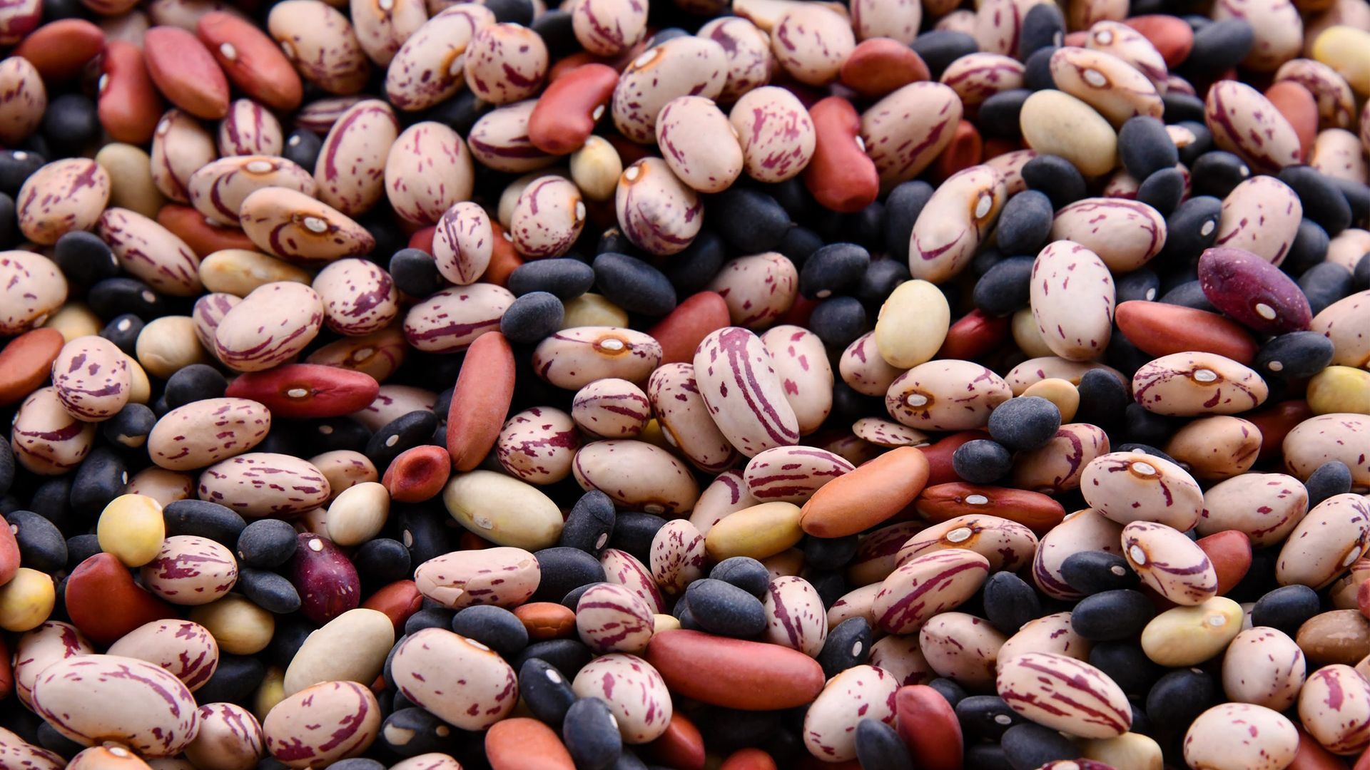 Programa para el cultivo de Frijol