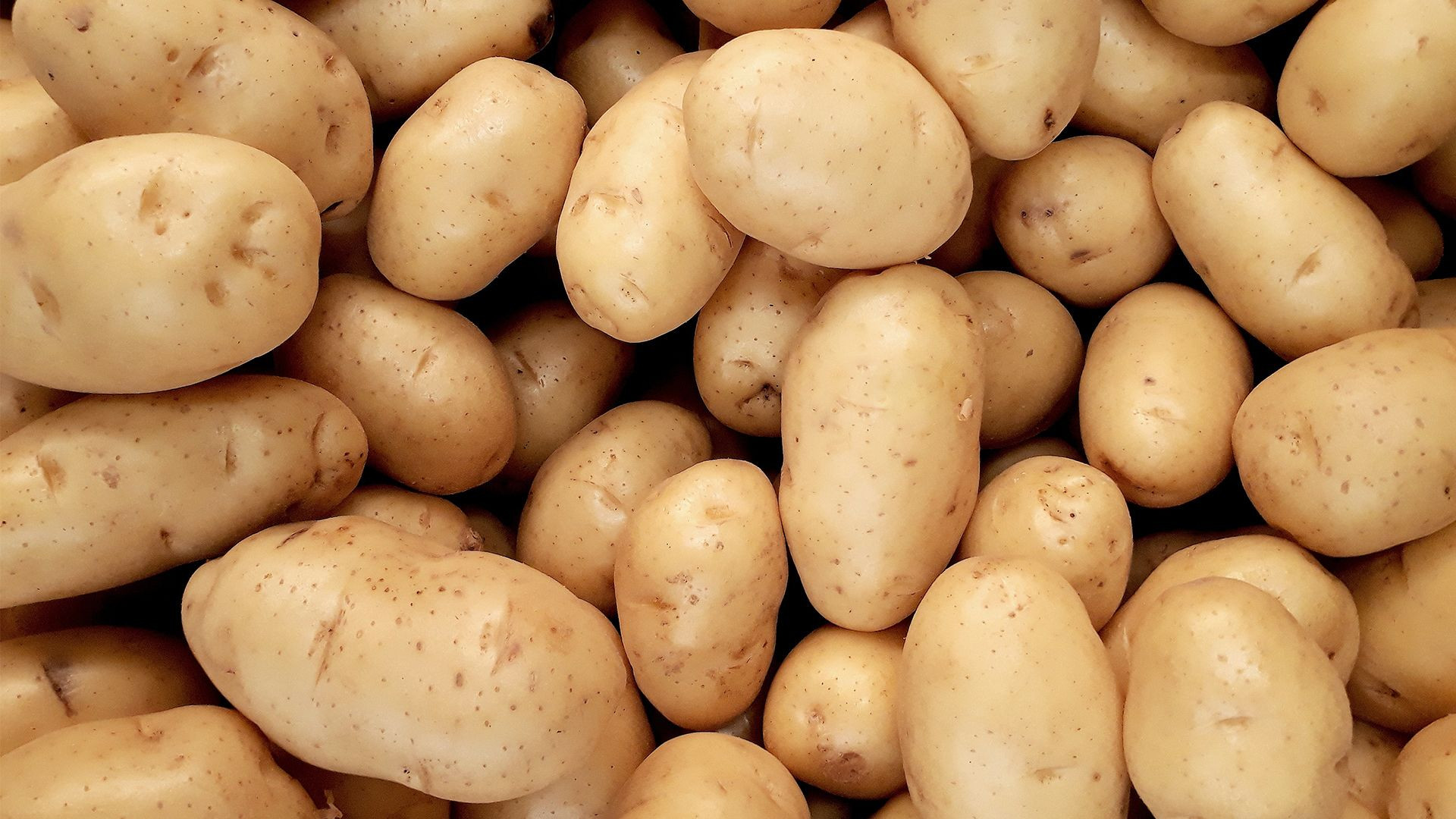 Programa para el cultivo de Papa