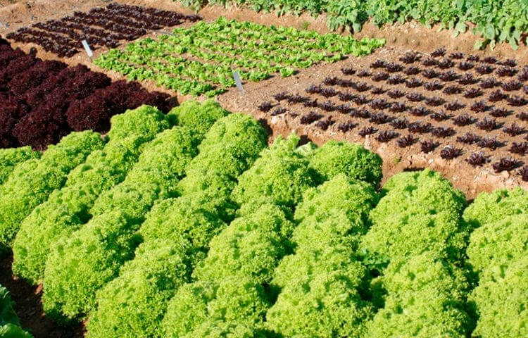 Asociación y rotaciones de cultivos en el huerto ecológico