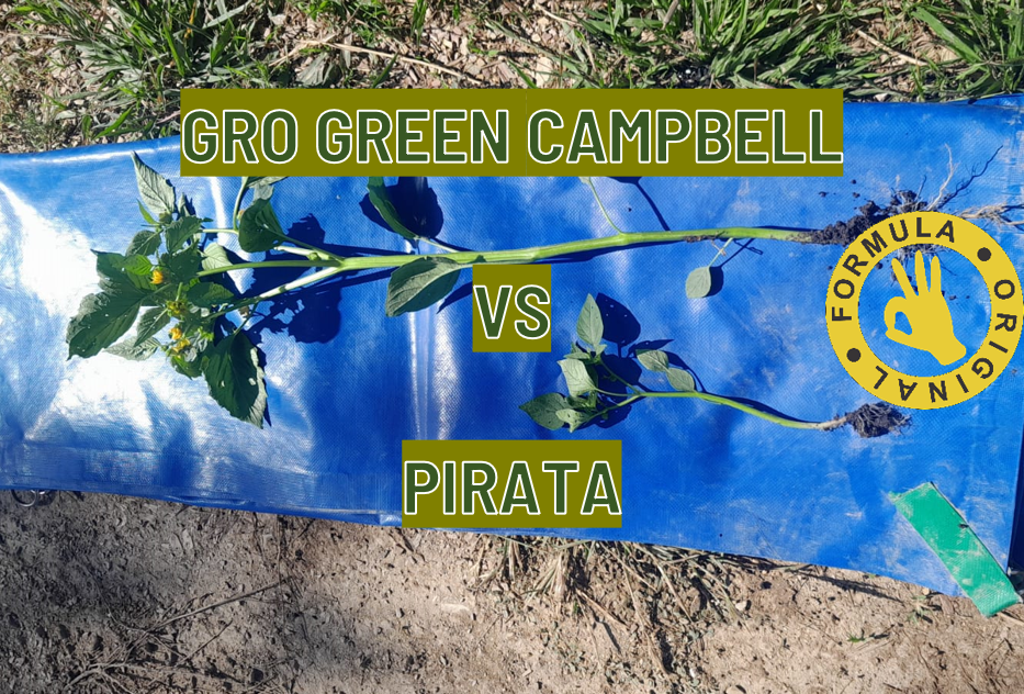 GRO GREEN CAMPBELL VS PIRATA