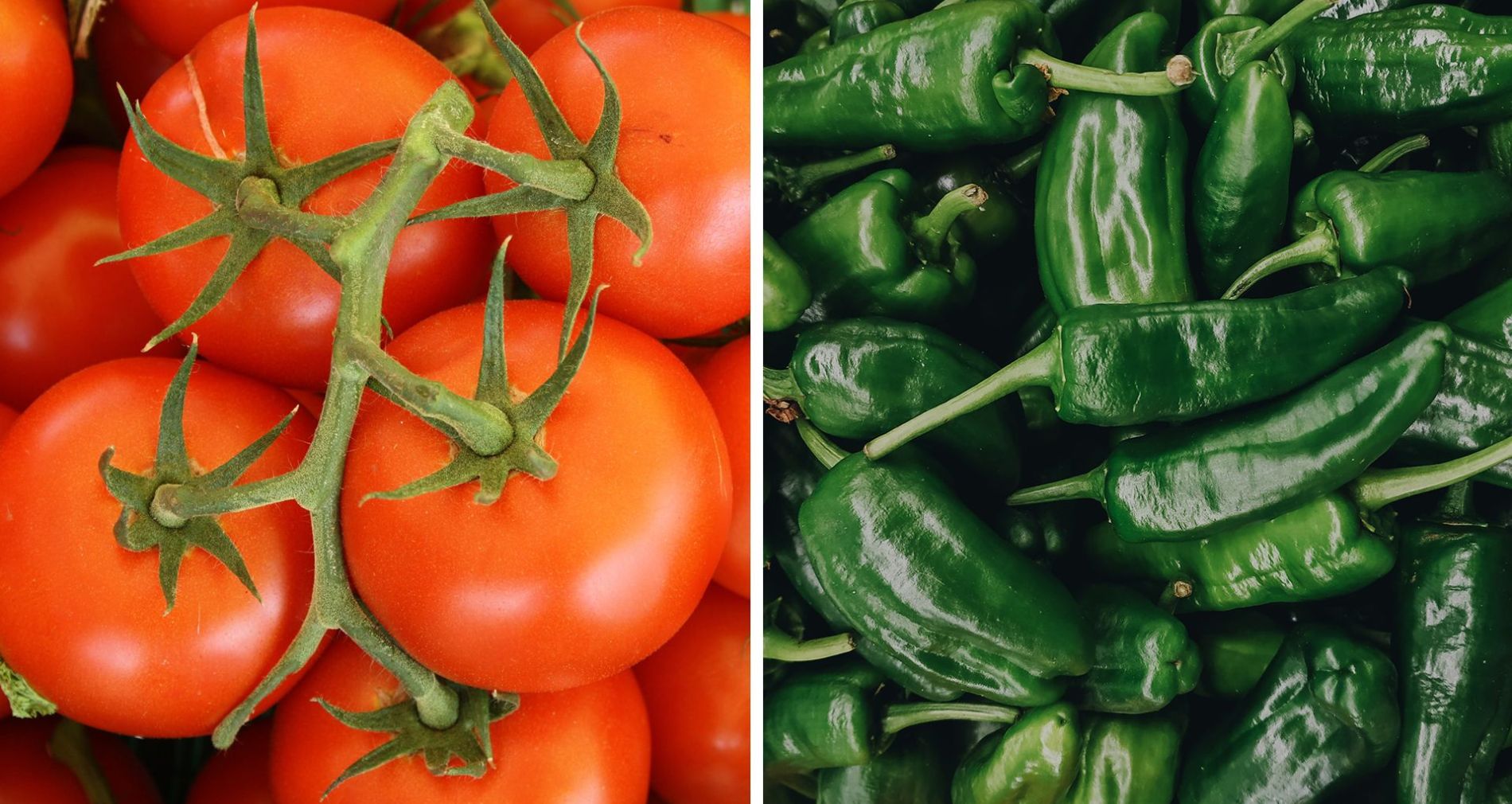 Gor Green | Programa para el cultivo de Chile y Tomate