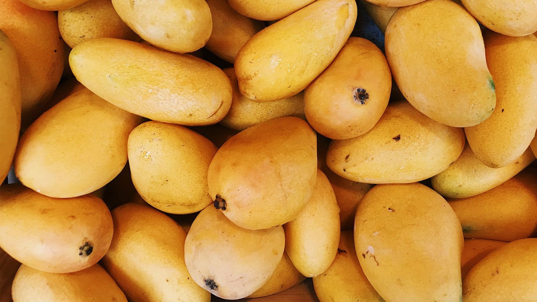 Programa para el cultivo de Mango y Arboles Frutales
