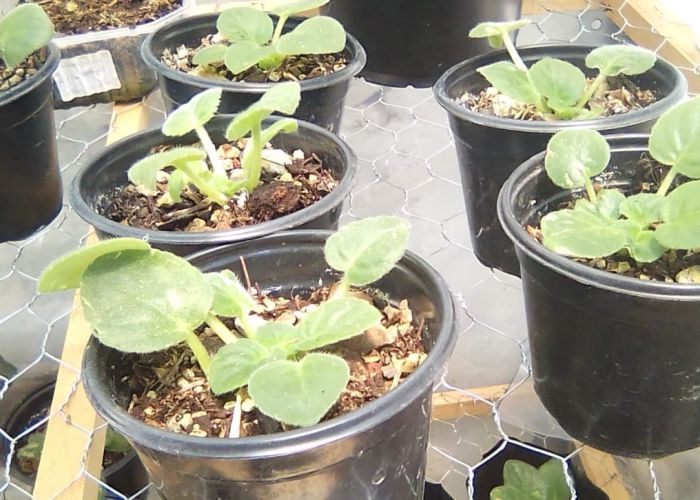 Programa Fertilización Gro Green Campbell en Violetas Africanas