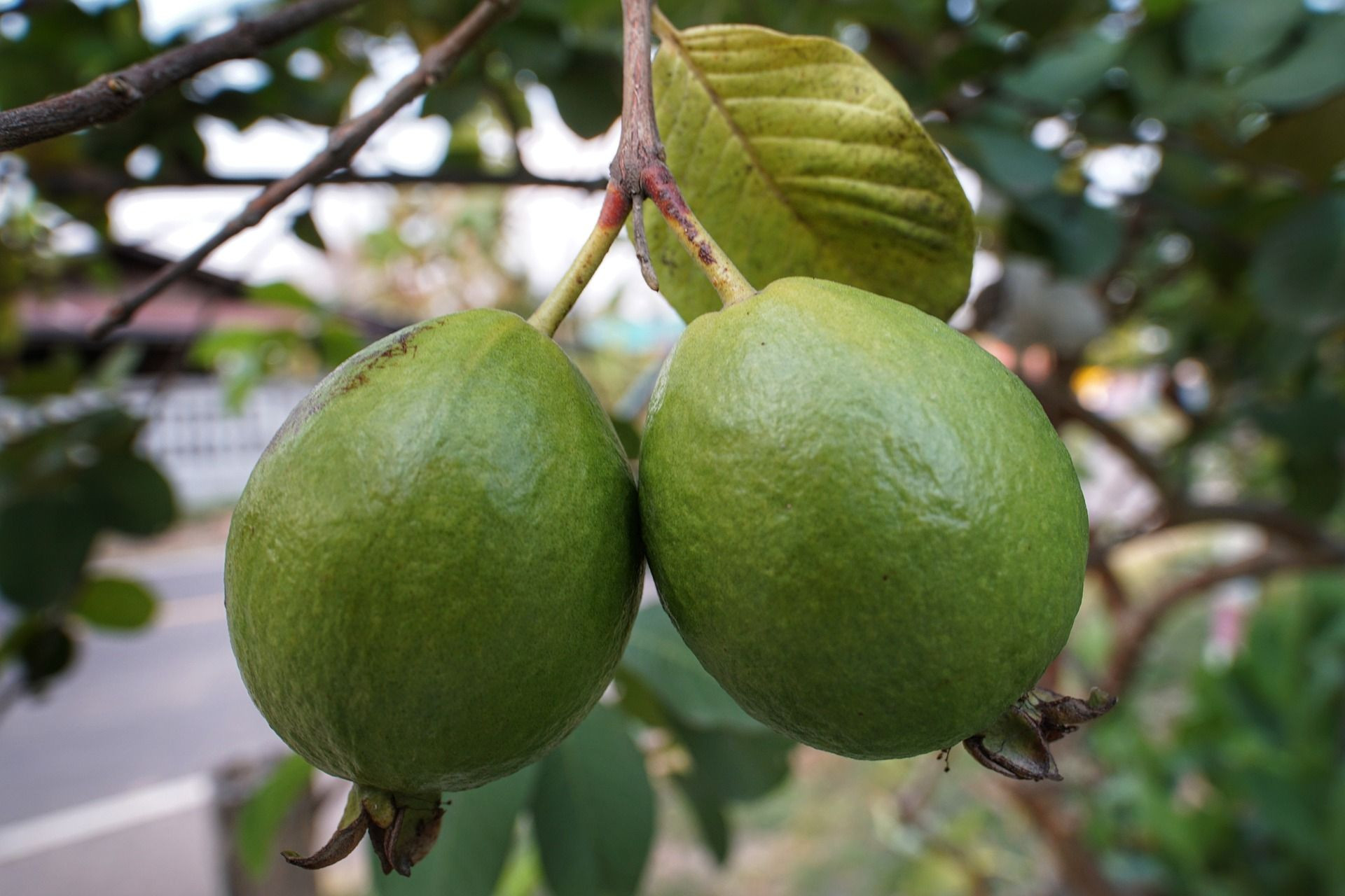 Programa para el cultivo de Guayaba